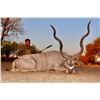 Image 2 : 10 Day Plains Game Hunt in Namibia