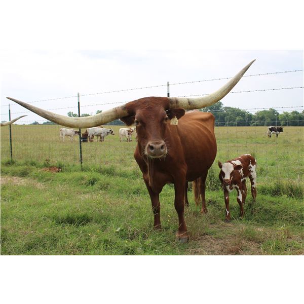 Silver Southern Lights