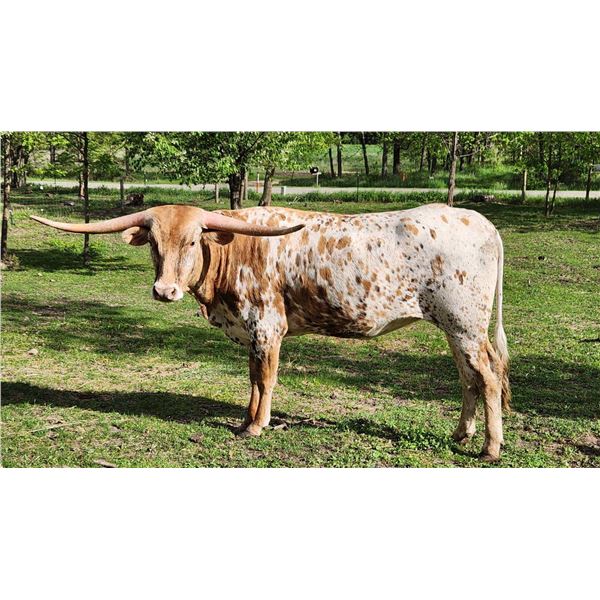 Graffiti's Rock Star BCC