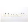 Image 2 : WINCHESTER 1873 SCREWS LOT