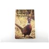 Image 1 : "MONTANA'S RING-NECKED PHEASANT, HISTORY, ECOLOGY AND MANAGEMENT" BOOK