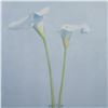 Image 2 : James Moore (Aft.) Offset on Paper, Two Calla Lilies
