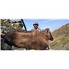 Image 2 : Himalayan Bull Tahr Hunt for 2