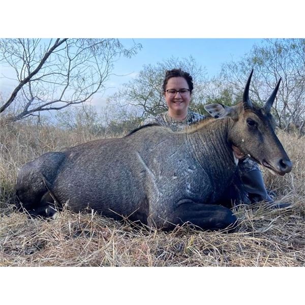 Nilgai Hunt for 1 Hunter in Rio Grande Valley