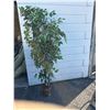 Image 1 : Artificial plant