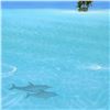 Image 2 : Fancy Jumper (left) by Mackin Dan