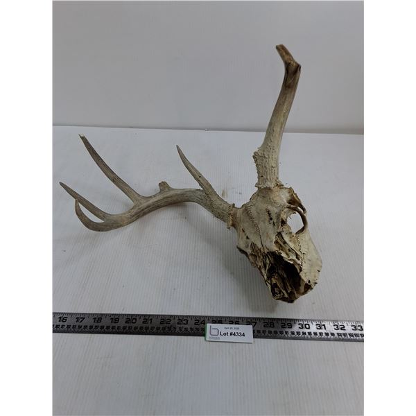 Deer Skull with Partial Antlers