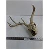 Image 1 : Deer Skull with Partial Antlers
