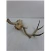 Image 2 : Deer Skull with Partial Antlers