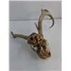 Image 3 : Deer Skull with Partial Antlers