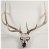 Image 1 : Real Elk Skull Pair [196624]