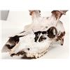 Image 2 : Real Elk Skull Pair [196624]