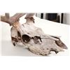 Image 3 : Real Elk Skull Pair [196624]