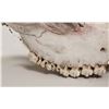 Image 8 : Real Elk Skull Pair [196624]