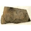Image 2 : Crinoid Fossil Plate [159145]