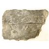 Image 2 : Crinoid Fossil Plate [196395]