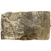 Image 1 : Crinoid Fossil Plate, Great Specimen [159141]