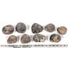 Image 2 : Stringocephalus Fossils, 9 Pounds [194173]
