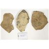 Image 1 : Trilobites, 30 Pounds [194721]