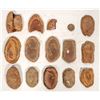 Image 2 : Leaf Fossils from China, 3.8 Pounds [194691]