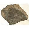 Image 2 : Crinoid Fossil Plate, Uncurated [159147]