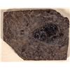Image 2 : Fossil, Crinoid Flower? [195682]
