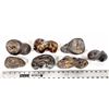Image 2 : Stringocephalus Fossils, 14 Pounds [194164]