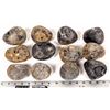 Image 2 : Stringocephalus Fossils, 14 Pounds [194166]