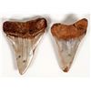 Image 2 : Great White Shark Fossil Teeth, 2 [196333]