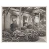 Image 9 : A Collection of Harper Goff "Bright Leaf" Set Photos.