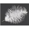 Image 1 : A Wingardium Leviosa Feather from Harry Potter.