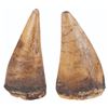 Image 1 : A Large Pair of "Flintstones" Dinosaur Teeth Props.