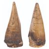 Image 2 : A Large Pair of "Flintstones" Dinosaur Teeth Props.