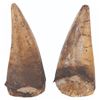 Image 3 : A Large Pair of "Flintstones" Dinosaur Teeth Props.