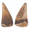 Image 4 : A Large Pair of "Flintstones" Dinosaur Teeth Props.