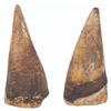 Image 5 : A Large Pair of "Flintstones" Dinosaur Teeth Props.