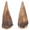 Image 6 : A Large Pair of "Flintstones" Dinosaur Teeth Props.