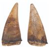 Image 7 : A Large Pair of "Flintstones" Dinosaur Teeth Props.