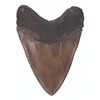 Image 8 : Three "Flintstones" Dinosaur Teeth Props.