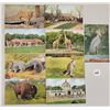 Image 1 : New York Zoological Park Postcards 45