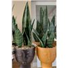 Image 2 : LOT DE 19  PLANTES VERTE AVEC POT (VALEUR DE 275+$)