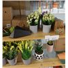Image 4 : LOT DE 28 PLANTES AVEC POTS ASS. PLUS POTS DE PIERRE (VALEUR DE 200+$)