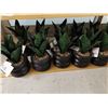 Image 1 : LOT DE 11 PLANTES AVEC POTS (VALEUR DE 150+$)
