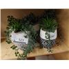 Image 1 : LOT DE 11 PLANTES VERTE 7” (VALEUR DE 400+$)