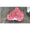 Image 2 : RED CORAL SPECIMEN
