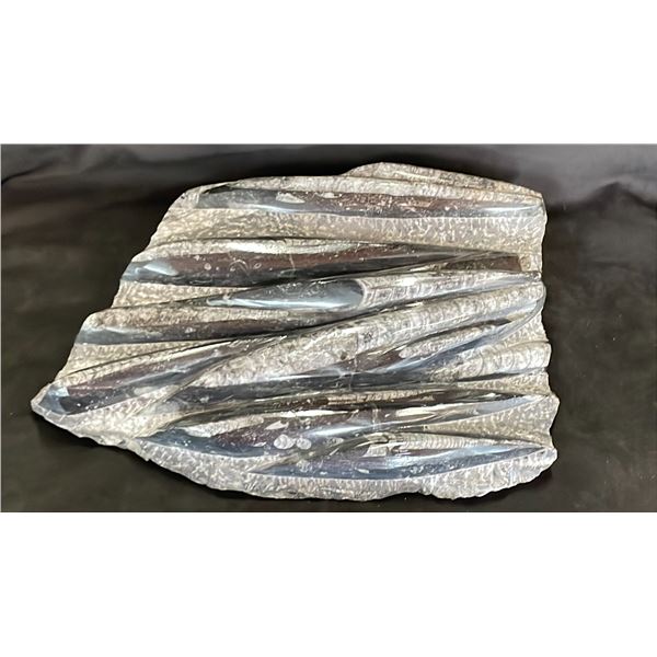 11" X 12" X 11" ORTHOCERAS FOSSIL LISTED RETAIL $2200
