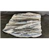 Image 1 : 11" X 12" X 11" ORTHOCERAS FOSSIL LISTED RETAIL $2200