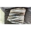 Image 2 : 11" X 12" X 11" ORTHOCERAS FOSSIL LISTED RETAIL $2200
