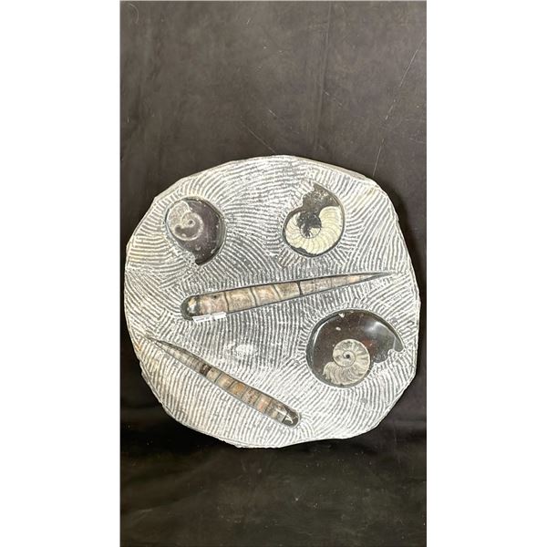 13.5" X 12" ORTHOCERAS FOSSIL SLAB LISTED RETAIL $2200