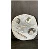 Image 1 : 13.5" X 12" ORTHOCERAS FOSSIL SLAB LISTED RETAIL $2200